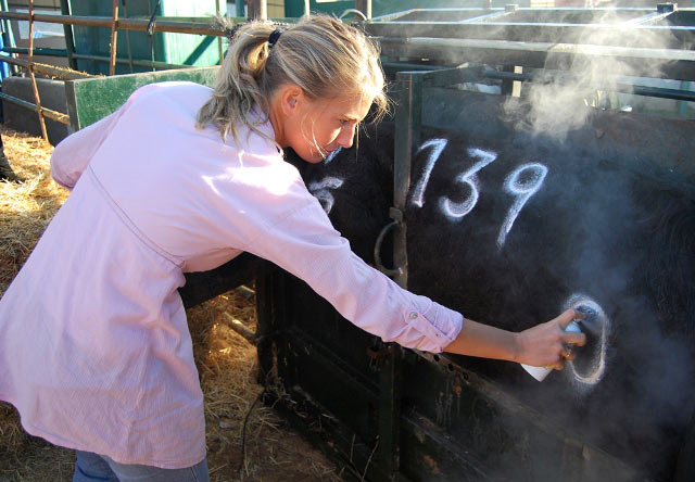 Las señales son rociadas con antibiótico por la veterinaria Carmen Arrobas.