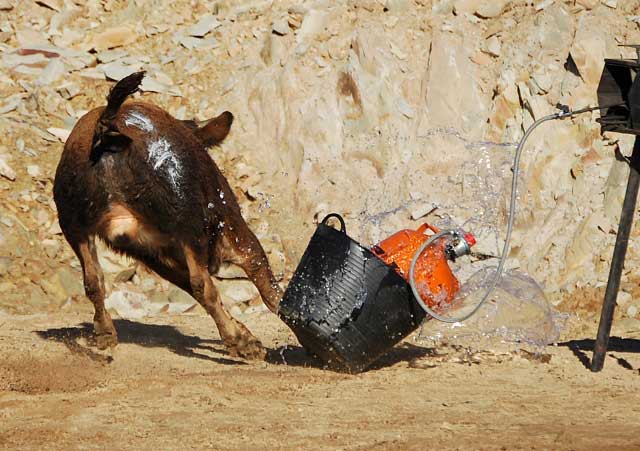 Al igual que deja marcada su bravura en el derrote que da al cubo.