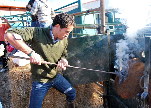 Ambel Posada colacando el hierro de la ganadería.
