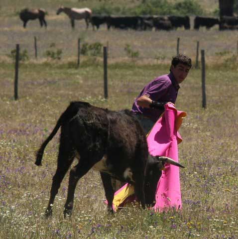 El campo es una de sus pasiones, aquí tentando en la ganadería de Ruiz Meléndez. (FOTO: Gallardo)