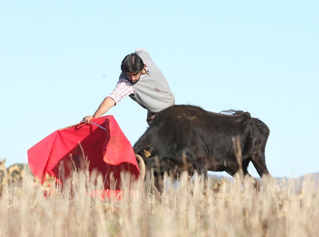 El mando en la muleta de Perera ante una vaca vieja. (FOTO:Miguel López)