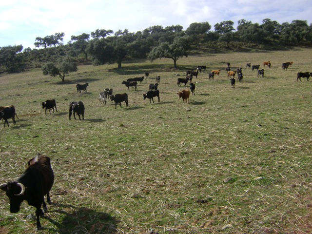 Las vacas repartidas en lotes observan el paso del remolque.