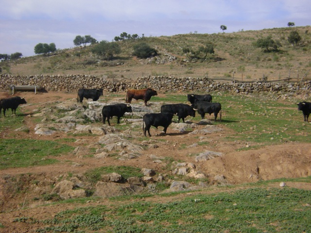 La estampa bella de un lote de toros en una cerca.