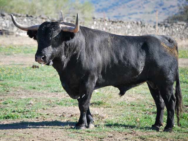 Ya que Ferrera es habitual con toros de esta divisa.