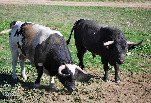 Que conviven con los famosos 'patas blancas'.