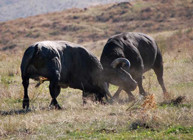 Animales indómitos y bravos que luchan sin fin.