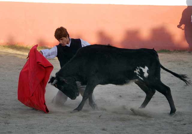 Rodilla en tierra toreando en redondo.