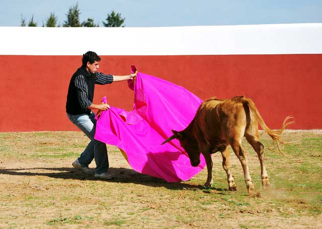 Las expertas manos de Fernando González dejan a la vaca en suerte.