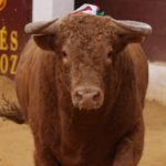 Toro de Cuvillo lidiado el día 2 de octubre en Zafra. (FOTO:Gallardo)