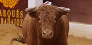 Toro de Cuvillo lidiado el día 2 de octubre en Zafra. (FOTO:Gallardo)