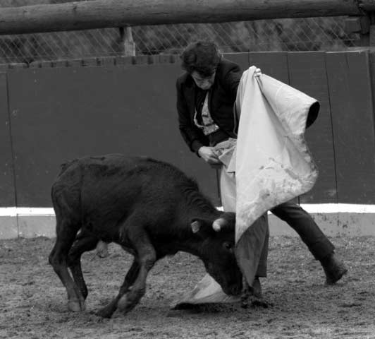 Lanceando a la verónica a su novillo.