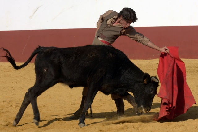 La bravura de la vaca haciendo honor a su sangre.