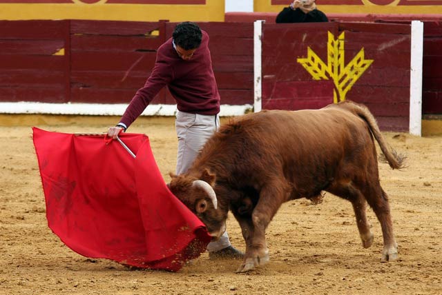 Llevando al novillo cosido en el derechazo.