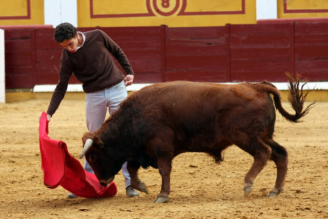 Llevó muy embebido al novillo en su muleta.