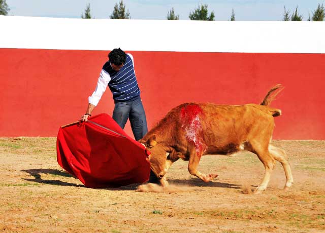 Impresionante muletazo e impresionante manera de embestir de la vaca.