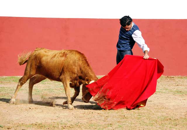 Barba enterrada en el pecho y hocico enterrado en la bamba de la muleta.