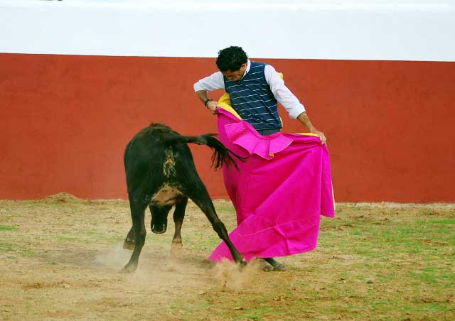 Otra vaca y el mismo gusto con el capote, ahora por chicuelinas.