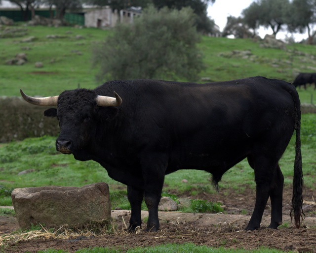 Continuador de una dinastía que creó un toro único.