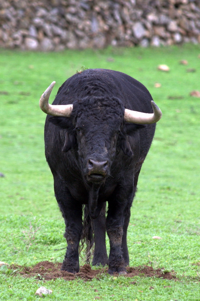 Con unas particularidades que le hacen propio en su especie.