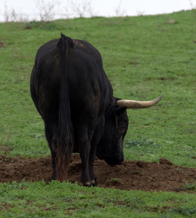 El toro en la dehesa marca su territorio...