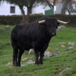 Característico toro condeso. (FOTO: Gallardo)