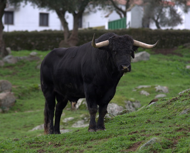 Característico toro condeso. (FOTO: Gallardo)