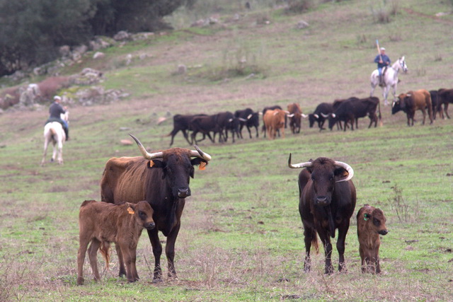 Y que engendran estas serias vacas.