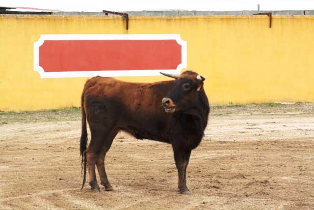 Con esta vaca de su hierro volvió a sentir la emoción del toreo el diestro Antonio Ferrera.