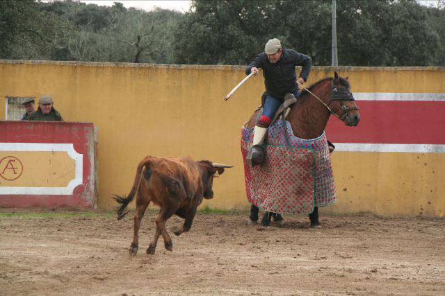 El animal yendo al caballo que monta Dionisio Grilo.