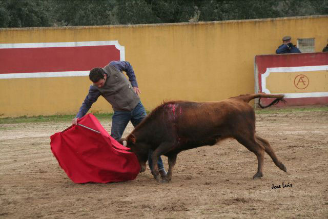 La vaca requería mando y lo encontró en la muleta de Ferrera.