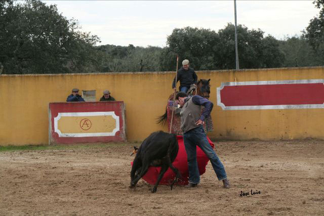 Se encontró bien el torero y tentó una segunda vaca.