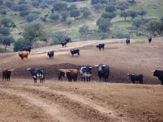 Los utreros presentan una magnífica lámina.