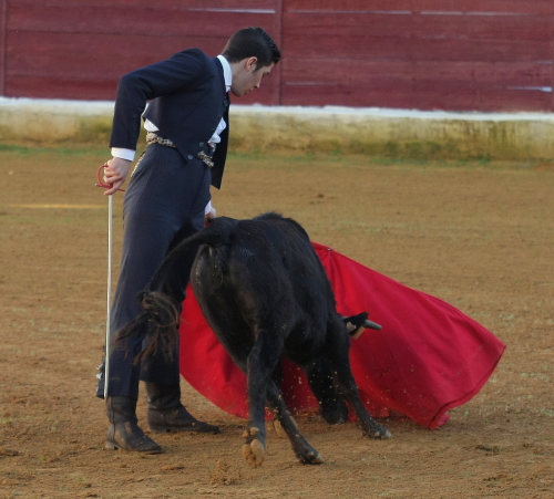 David Bolsico muleteando a la primera erala.