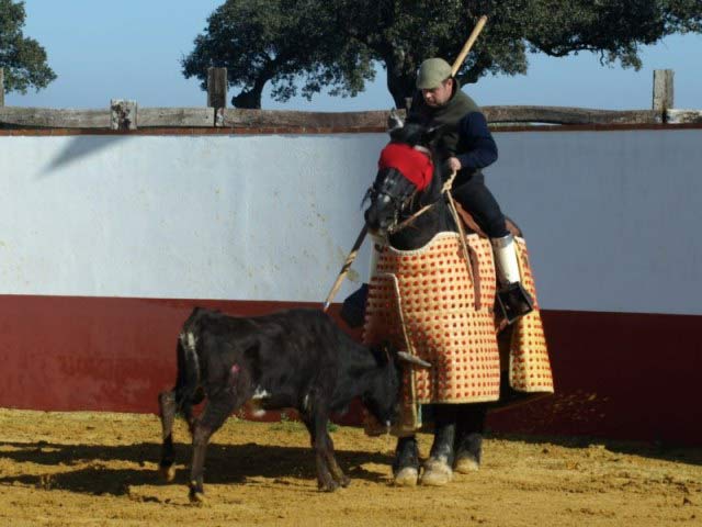 En todo lo alto, en la cruz, perfectamente agarrada en el caballo queda la vaca.