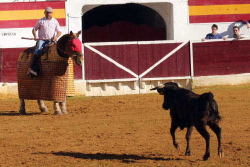 Manolo, mayoral de Cayetano Muñoz, llamando a la vaca con la voz.