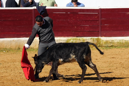 Florián Gracia muleteando a la quinta vaca.