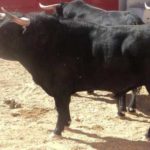 Toros de Santa María de Xalpa que lidiará Talavante en Guadalajara.