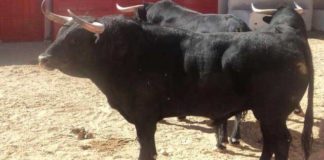 Toros de Santa María de Xalpa que lidiará Talavante en Guadalajara.