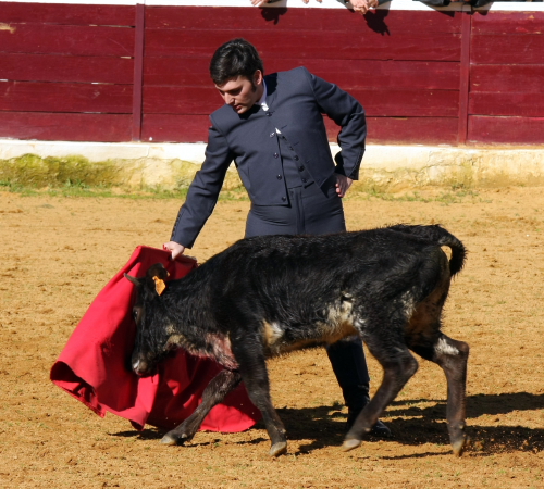 Maikel Aguilar alternando en la quinta vaca.