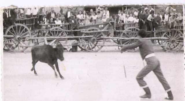 Banderilleando a una becerra de El Conde de la Corte.