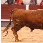 ‘Clarinete’ último astado de los anunciados en cartel de la ganadería de Carriquiri en Las Ventas. (FOTO: Juan Pelegrín/Las Ventas.com)