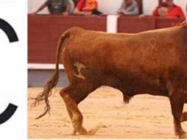 'Clarinete' último astado de los anunciados en cartel de la ganadería de Carriquiri en Las Ventas. (FOTO: Juan Pelegrín/Las Ventas.com)