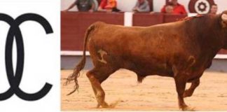 'Clarinete' último astado de los anunciados en cartel de la ganadería de Carriquiri en Las Ventas. (FOTO: Juan Pelegrín/Las Ventas.com)