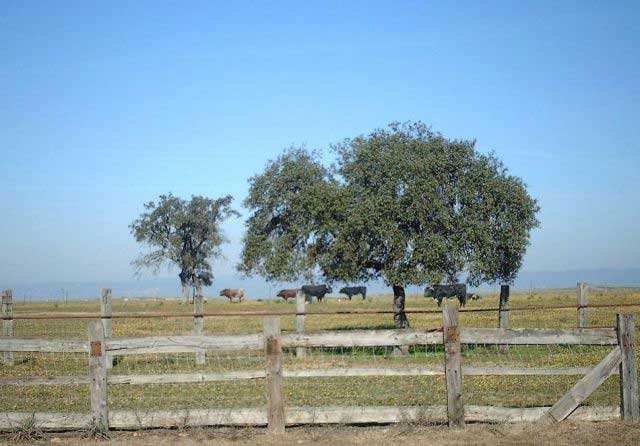 Camino del cerrado para ver los míticos Miura.