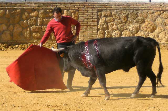 Muleteando al primer ejemplar.