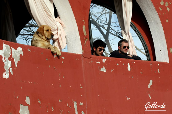 ...como del público, incluido los perros, que no quieren perder detalle de su arte.