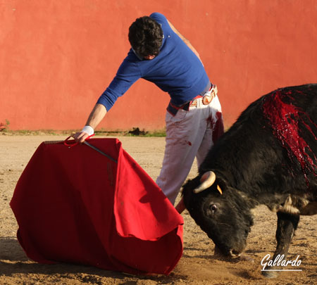 que hipnotizado sigue el curso de la muleta planchada.