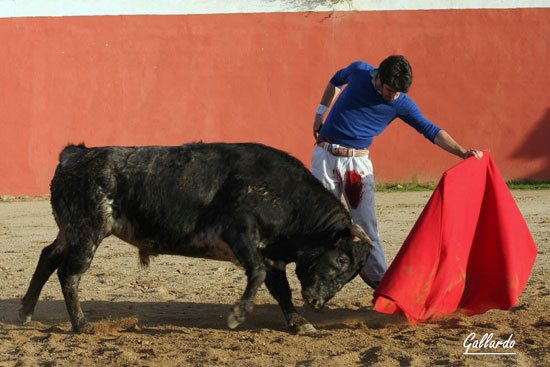 ...describiendo elipses por la arena de la plaza de tientas.