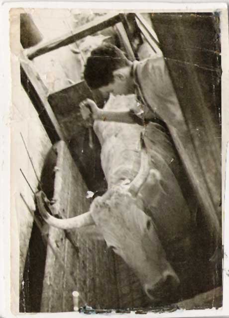 Antonio, con quince años, apuntillando una res en el matadero de Mérida.