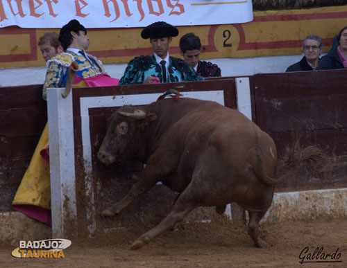 Momento en el que el quinto se partió el pitón.